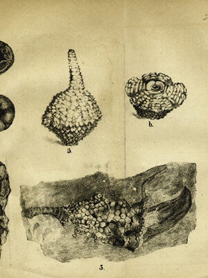 Item #14862 Contributions to the Geology of Kentucky. Lunsford Yandell, Benjamin Shumard, itts,...